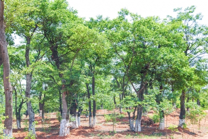 小哨苗木基地滇朴苗