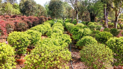 团结乡苗木基地小叶女贞球