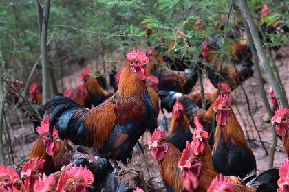 绿盛美地优质土鸡