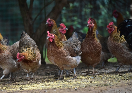 绿盛美地优质土鸡