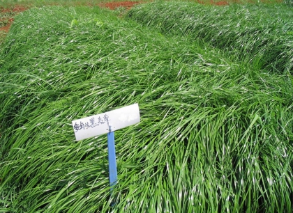 多年生黑麦草