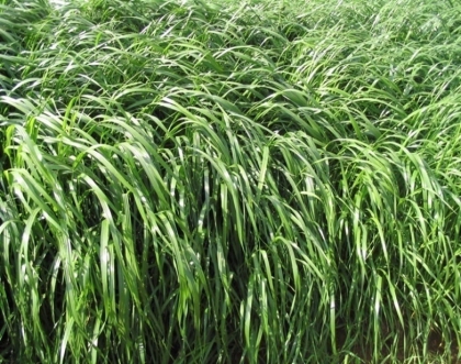 一年生黑麦草