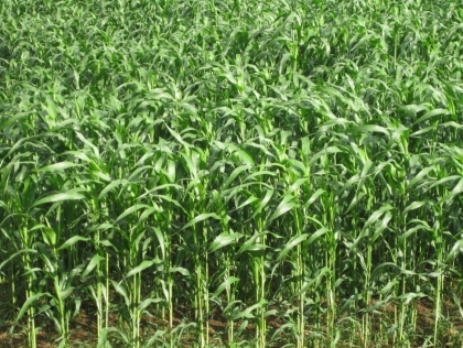 饮用甜高粱（大力士）